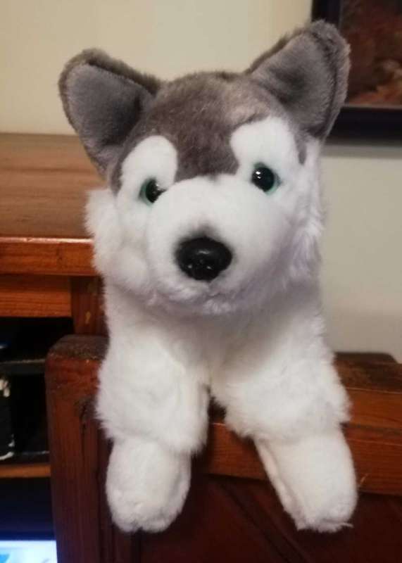 A beautiful, plush Husky named Luciz! 22cm.