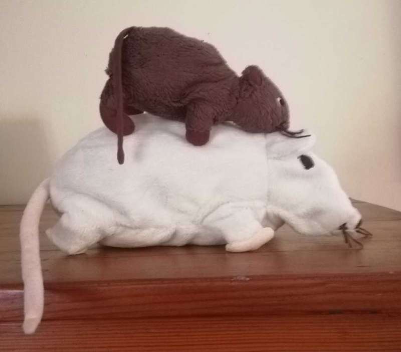 Ratty and Tatty, a White Rat and a Brown Mouse! Soft, Plush Toys.