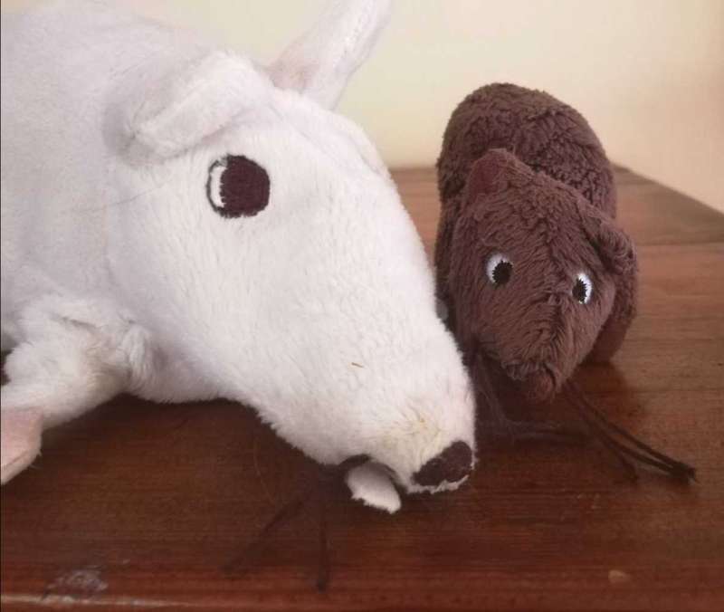 Ratty and Tatty, a White Rat and a Brown Mouse! Soft, Plush Toys.