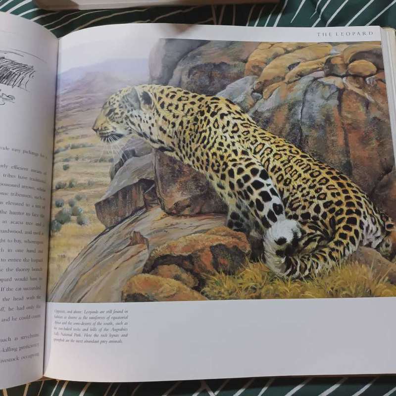 Cats of Africa. Bosman & Martin