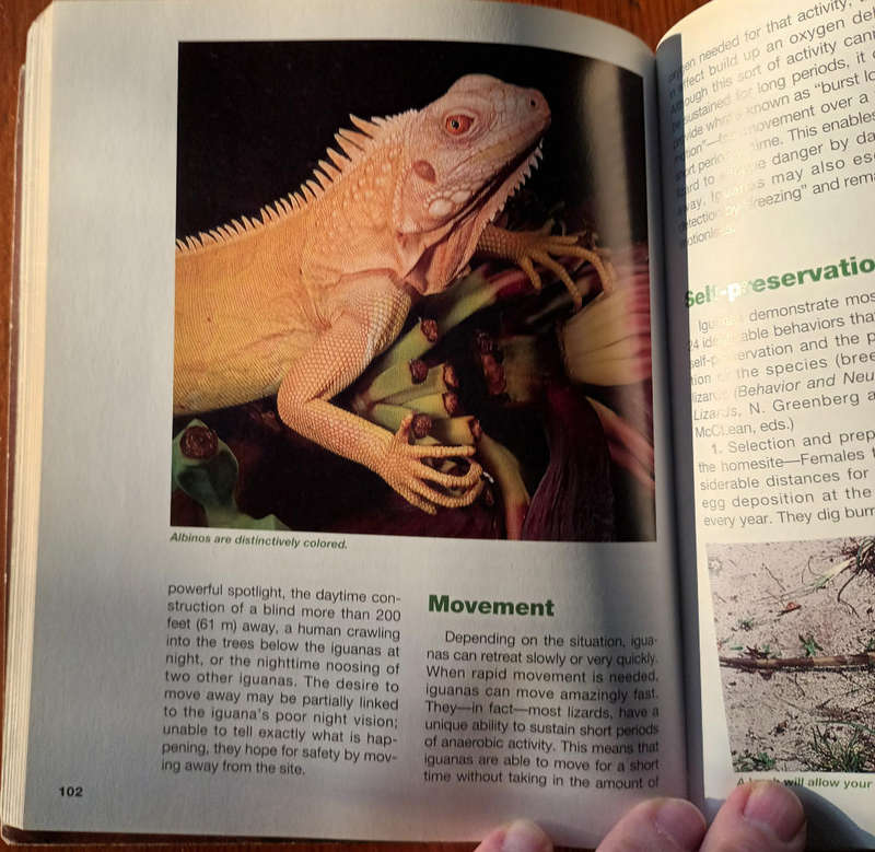 The Iguana Handbook