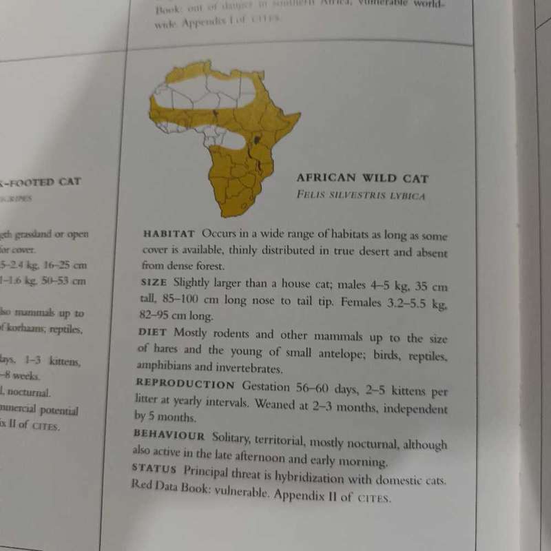 Cats of Africa. Bosman & Martin