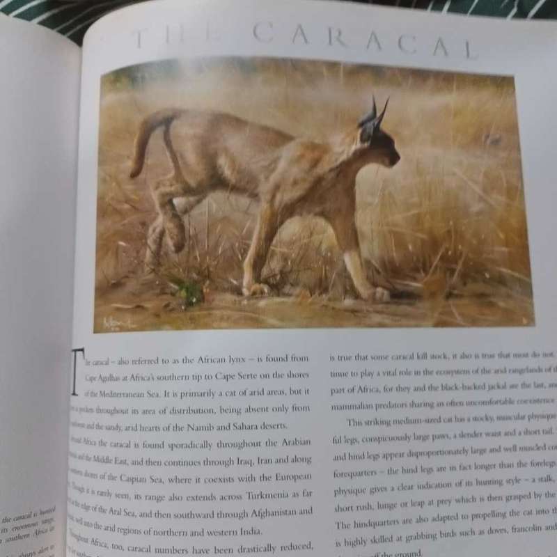 Cats of Africa. Bosman & Martin