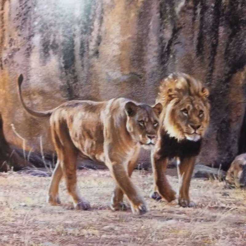 Cats of Africa. Bosman & Martin