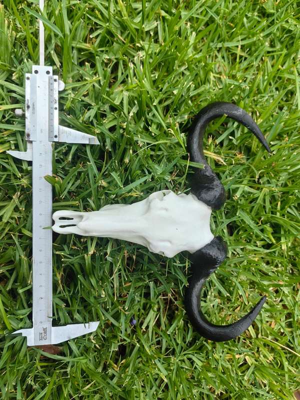 3D Printed Buffalo Skull