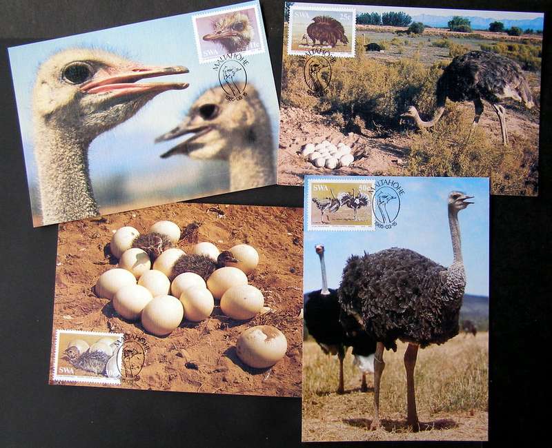 SWA Maxi Card Set - Ostriches 1985 //Birds
