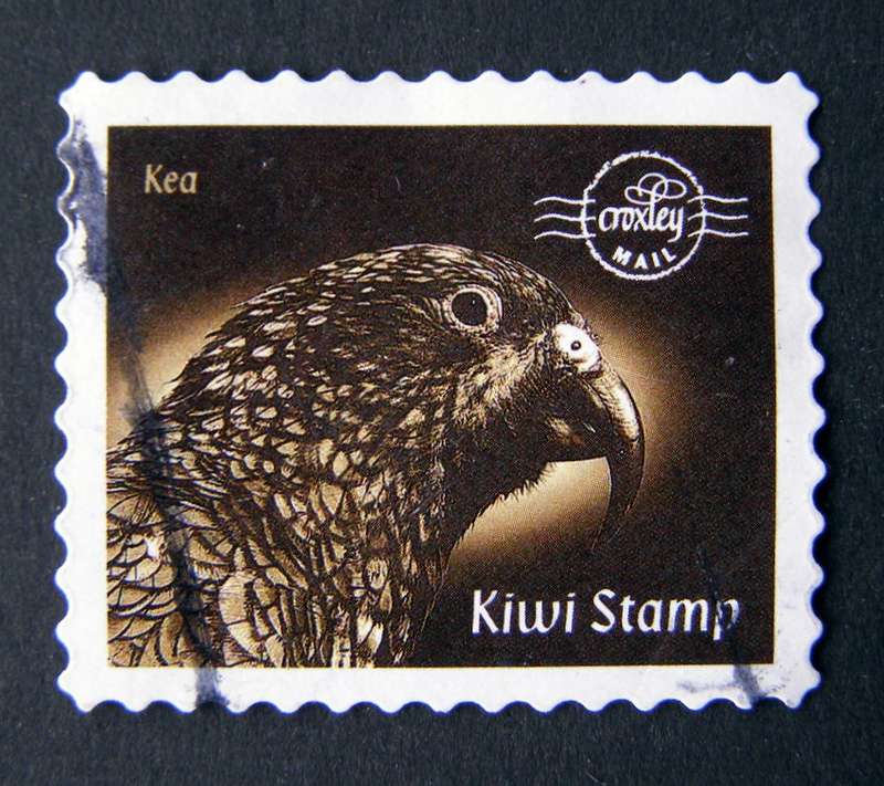 NEW ZEALAND - Croxley Mail Internal Post: Kea Parrot //Birds