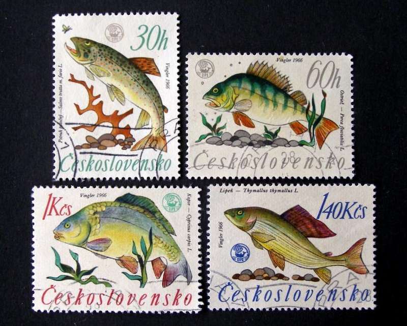 CZECHOSLOVAKIA - World Angling Championships 1966 //Fish