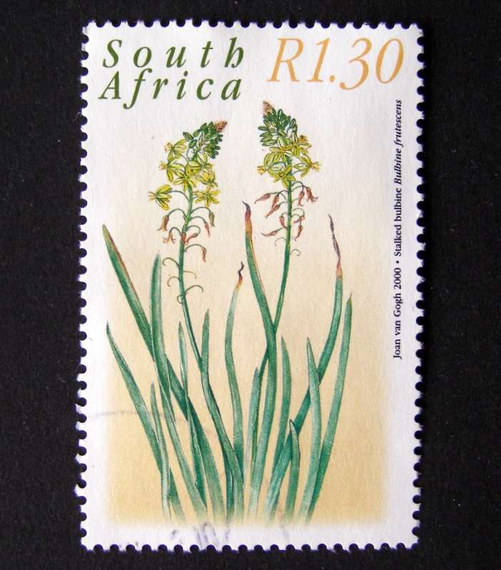 SOUTH AFRICA - Medicinal Plants 2000