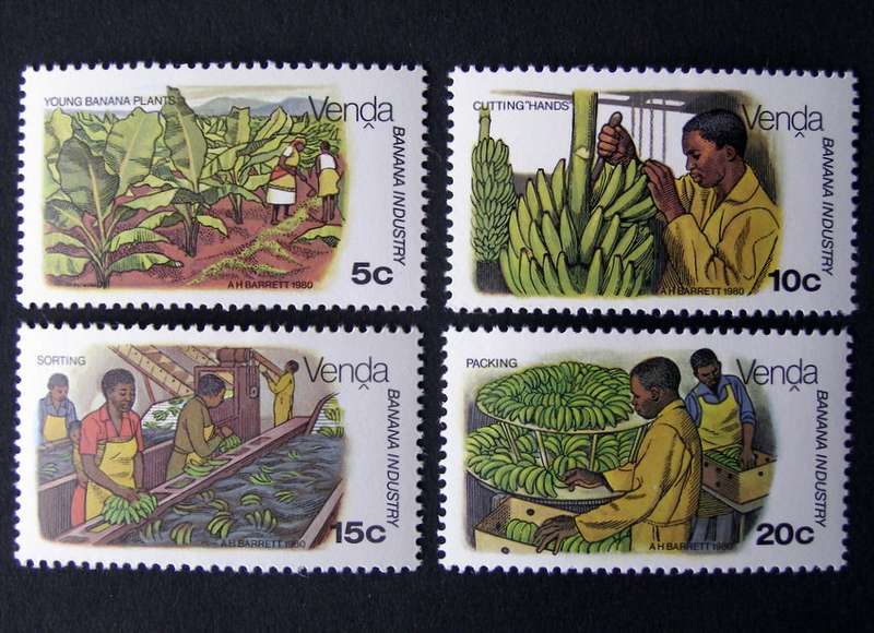 VENDA Mint Set - Banana Cultivation 1980