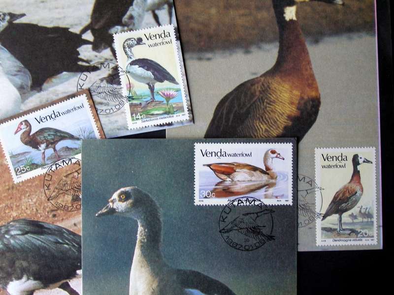 VENDA Maxi Card Set - Waterfowl 1987 //Birds