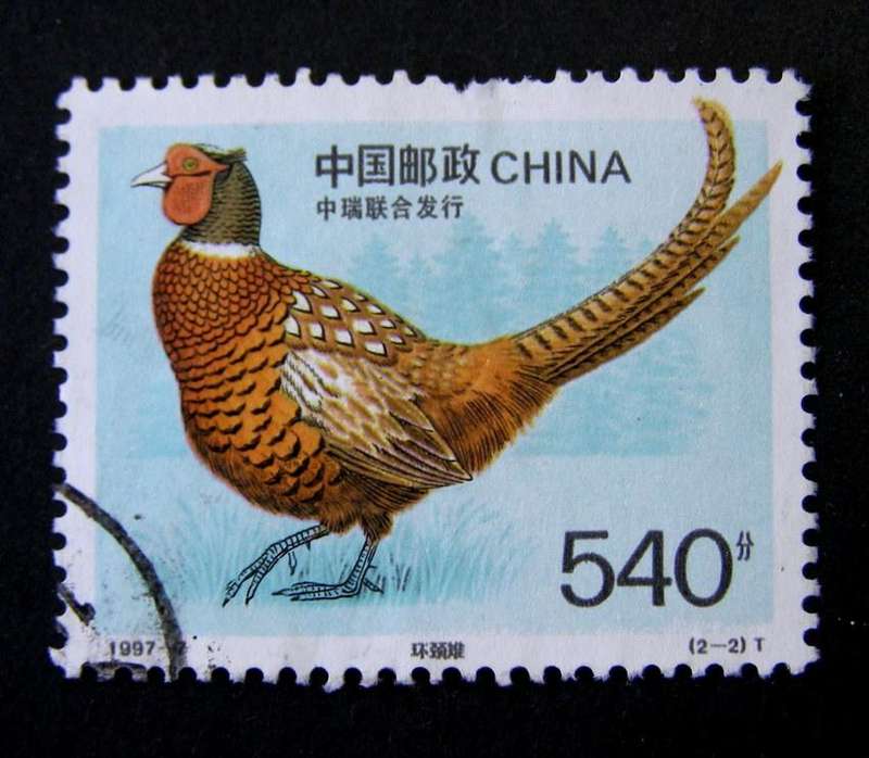 CHINA - Pheasants 1997 //Birds