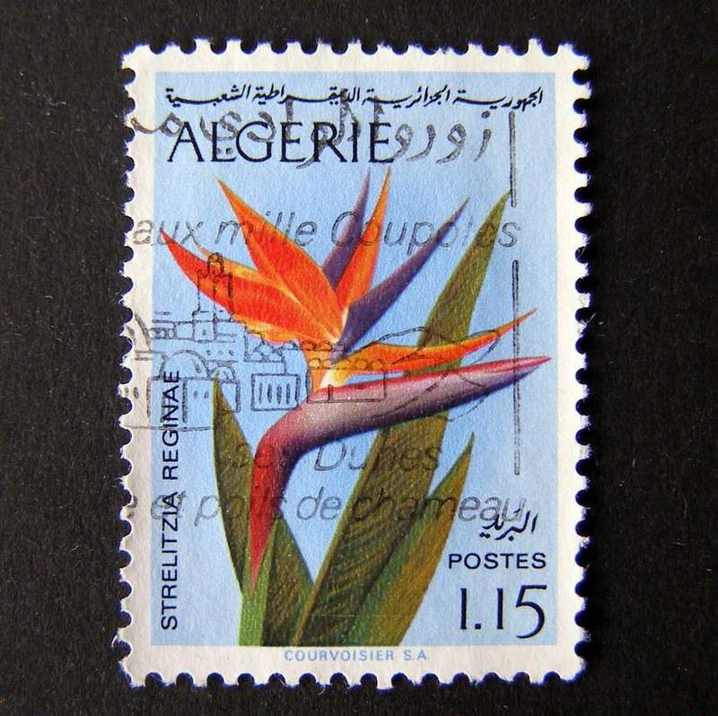 ALGERIA - Flowers 1973