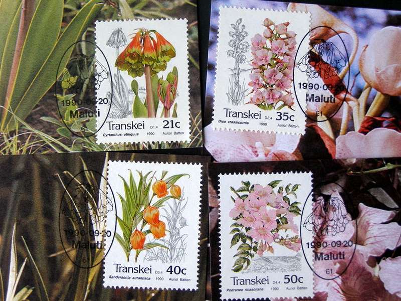 TRANSKEI Maxi Card Set - Indigenous Flora 1990 //Flowers