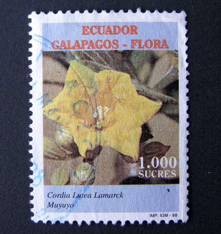 ECUADOR - Galapagos Flora 1998 //Flowers