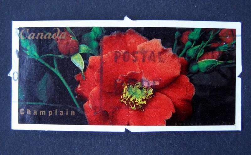 CANADA - Roses 2001 //Flowers