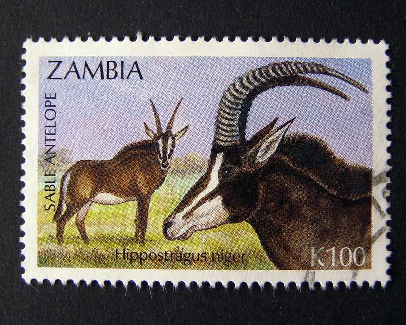 ZAMBIA - Antelope 1992