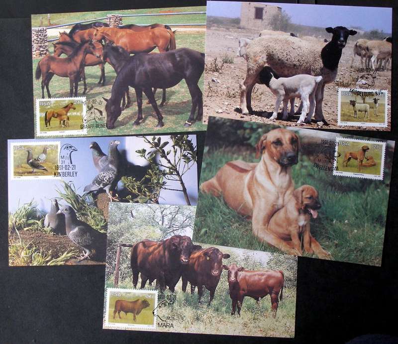 SOUTH AFRICA Maxi Card Set - Animal Breeding 1991