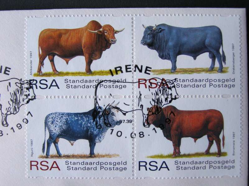 SOUTH AFRICA Cover - Indigenous Cattle 1997