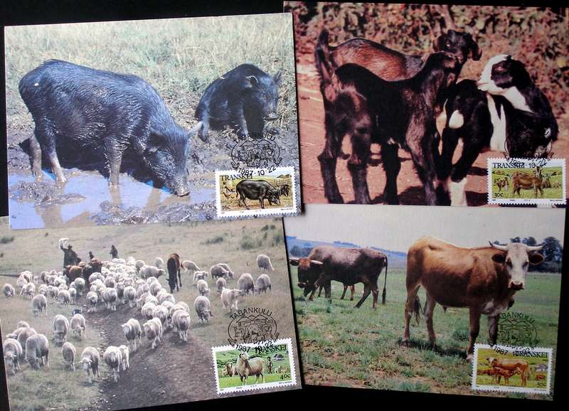 TRANSKEI Maxi Card Set - Domestic Animals 1987
