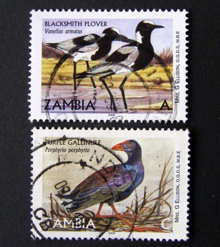 ZAMBIA - Birds 2001