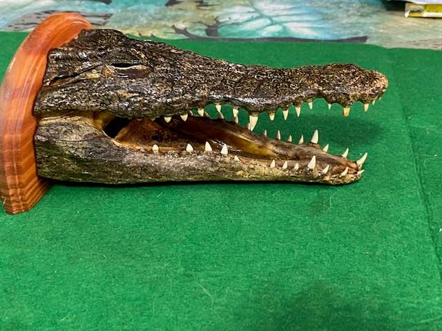 Real Baby Nile Crocodile Head  display