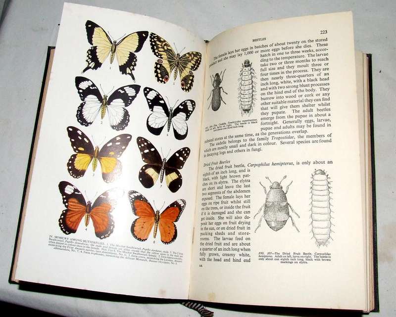African Insect life by S.H. Skaife