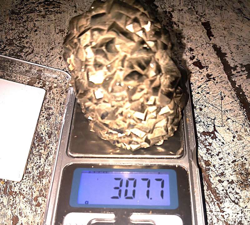 FOOL'S GOLD / IRON PYRITE NUGGET -  307.7 GRAMS