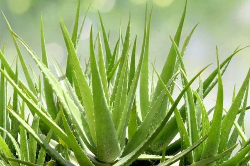 ALOE VERA / BARBADOS ALOE / ALOE BARBADENSIS  -  30 SEEDS