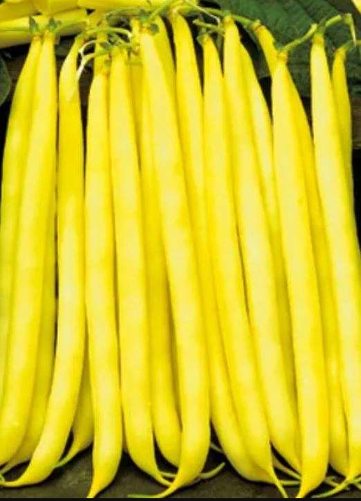 FAGIOLO NANO "MINIDOR" YELLOW BEANS  -5 SEEDS