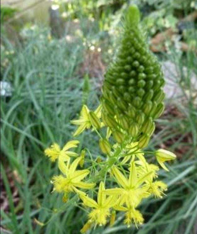 Bulbine Frutescens - Rankopiva / Lekgale / First Aid Plant  - 20 Seeds