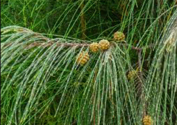 CASUARINA TREE  / Australian Pine /  She-Oak   - 50 Seeds