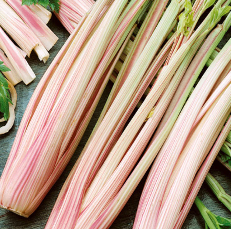 Celery `Peppermint Stick`     - 30 Seeds