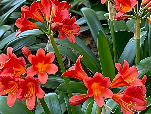 CLIVIA Miniata  LONGWOOD  -  10  Seeds