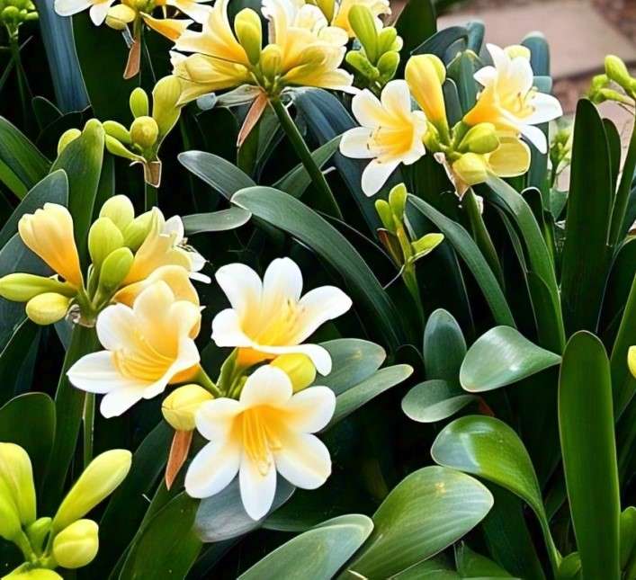 CLIVIA Miniata  CITRINA Yellow  -    10  Seeds