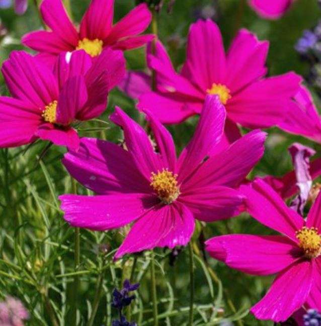 Flowers - Cosmos  `Star Dazzler`    20 Seeds