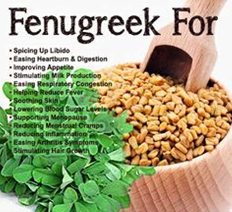 FENUGREEK /ALHOLVA /CHANDRIKA /HU LU BA /METHI  - 30 SEEDS - culinary, medicinal, edible flowers