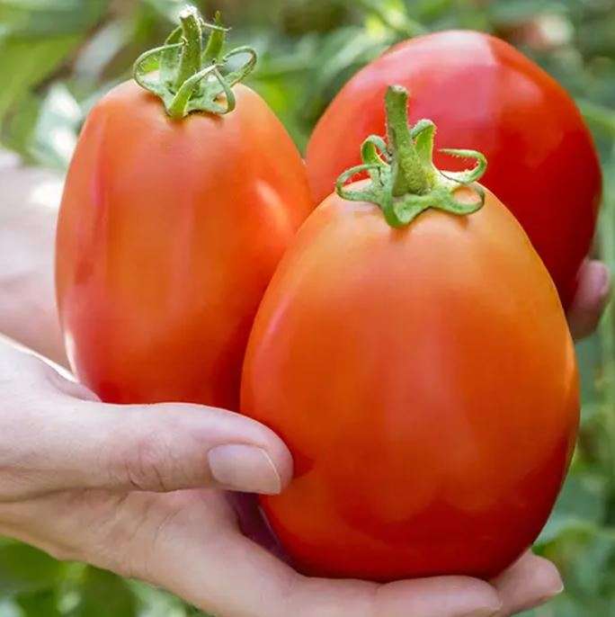 TOMATO - GLADIATOR  ROMA GIGANTE  - 15  Seeds   -  Large Fruit