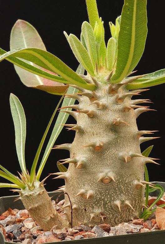 KUDU LILY /  Pachypodium saundersii - 10 SEEDS