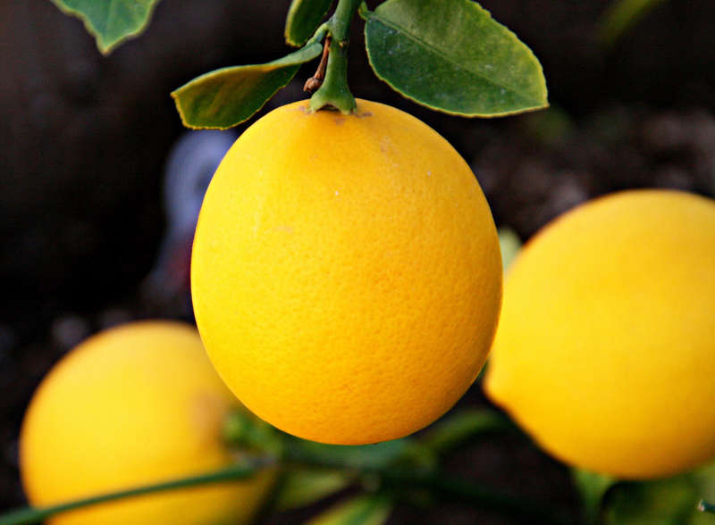 MEYER LEMON  - Citrus × meyeri  -  10 Seeds