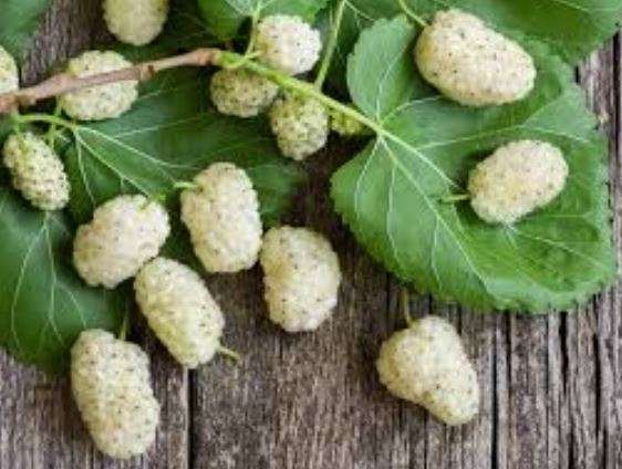 WHTE MULBERRY - Morus Alba"   - 30 SEEDS