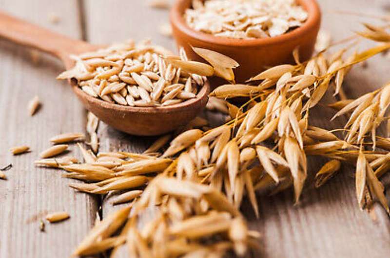 OAT Plant - Avena Sativa  -  200 Seeds