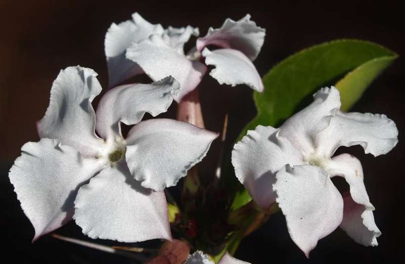 Lundi Star / Rathbonia / Kudu Lily - Pachypodium Saundersii - 5 Seeds - Caudiform Succulent