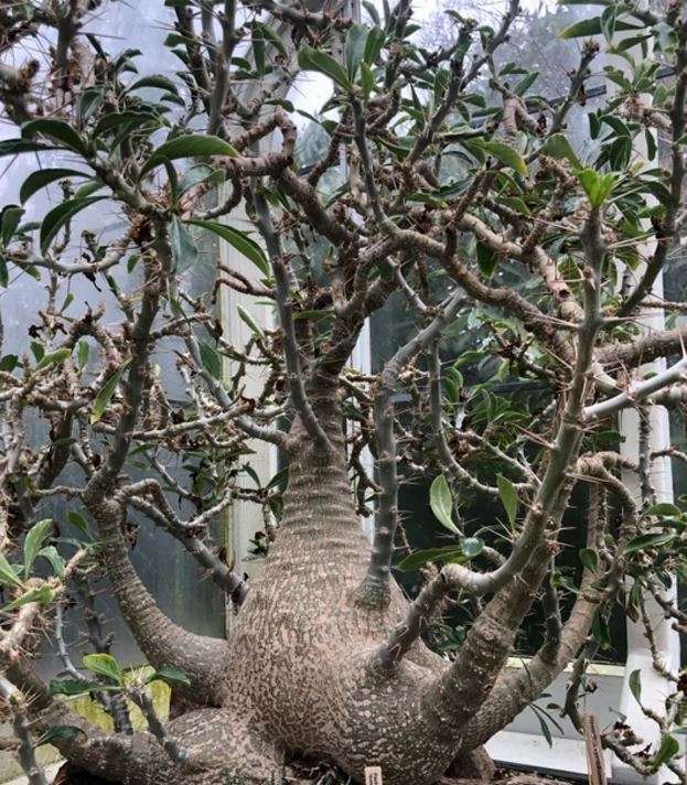 Lundi Star / Rathbonia / Kudu Lily - Pachypodium Saundersii - 5 Seeds - Caudiform Succulent