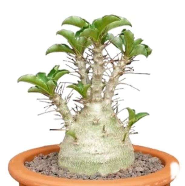Lundi Star / Rathbonia / Kudu Lily - Pachypodium Saundersii - 5 Seeds - Caudiform Succulent