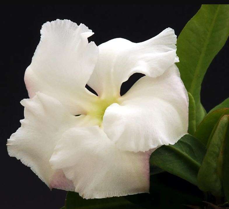 Lundi Star / Rathbonia / Kudu Lily - Pachypodium Saundersii - 5 Seeds - Caudiform Succulent