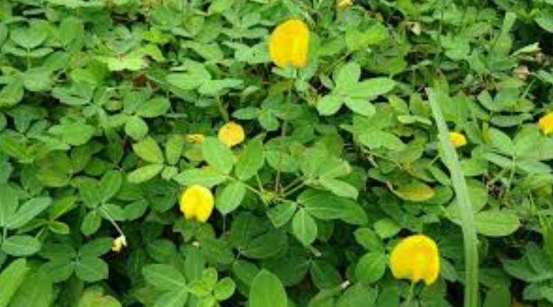 Virginia Peanut / Monkey Nut / Goober Nut / Ground Nut - Arachis Hypogaea - 20 Seeds  Ready To Plant
