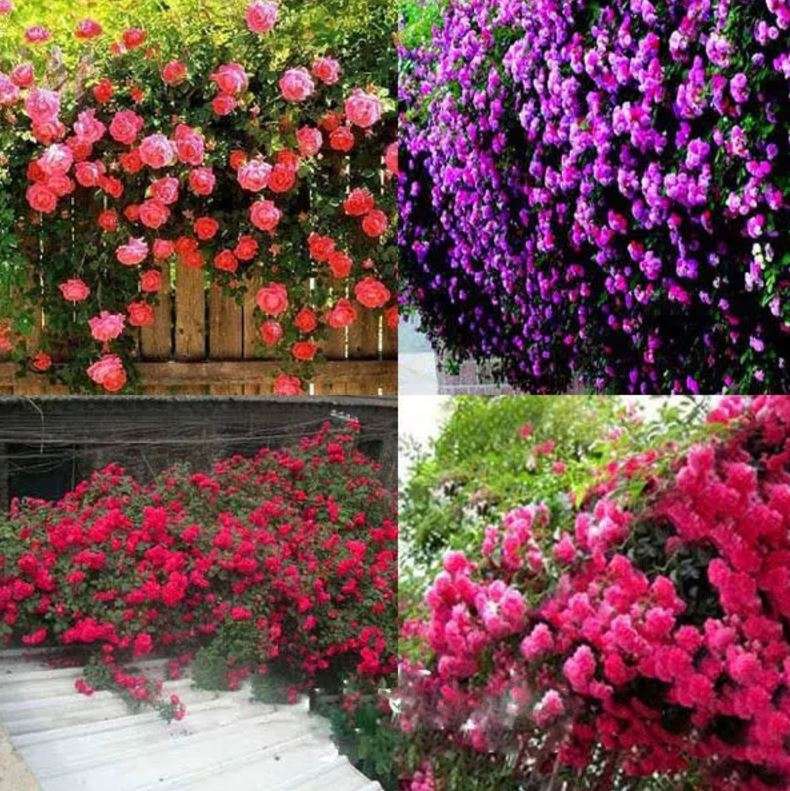 CLIMBING ROSES / PRAIRIE ROSE  - Rosa Setigera  - Mixed Colours  - 20 Seeds