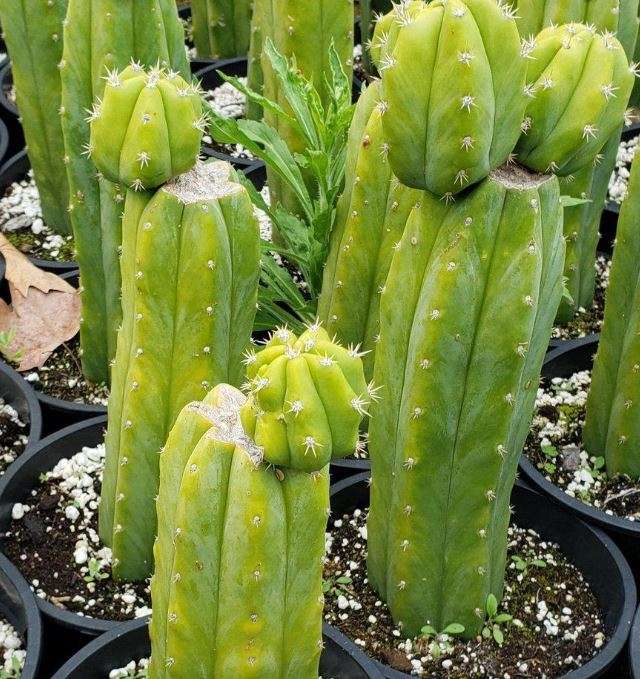 SAN PEDRO CACTUS (Trichocereus Pachanoi)  1 X PUP  -  Psychoactive