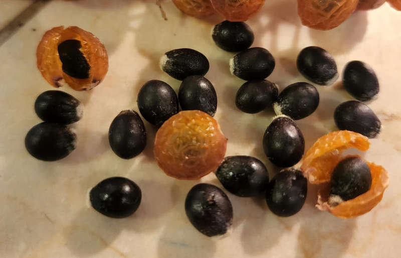 SOAP NUT -  Western SoapBerry   -  Sapindus Saponaria  -   3 Seeds
